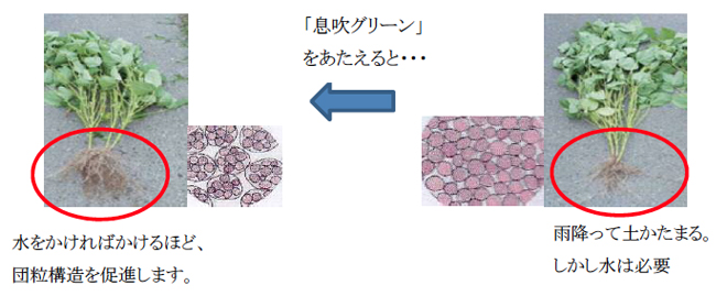 息吹グリーン