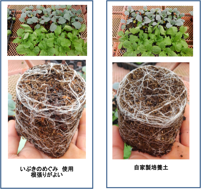 いぶきのめぐみ使用培養土